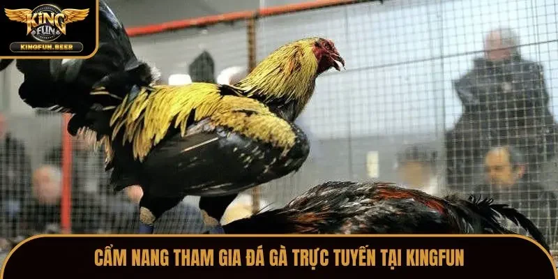 Cẩm nang tham gia đá gà trực tuyến tại Kingfun